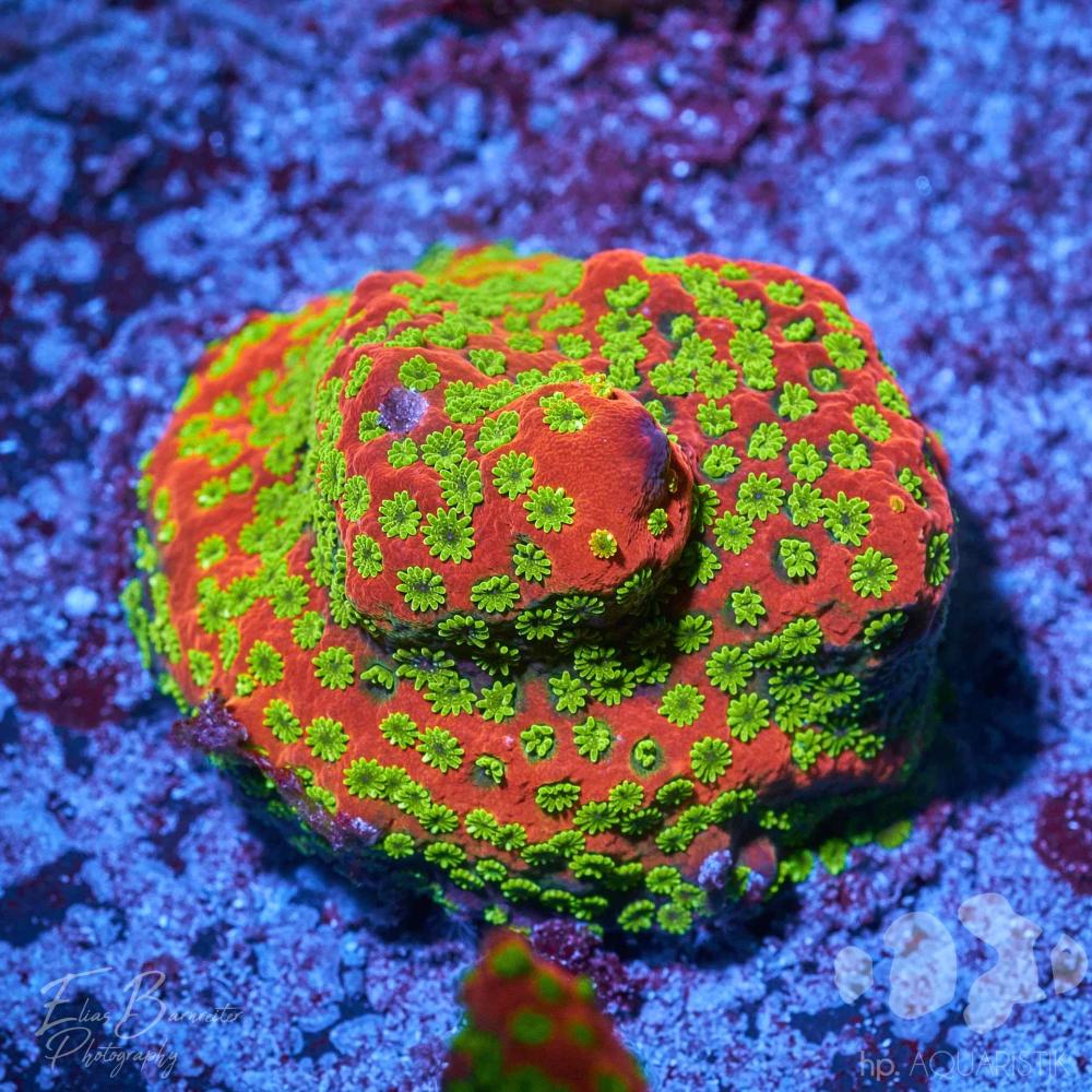 Montipora Sunset